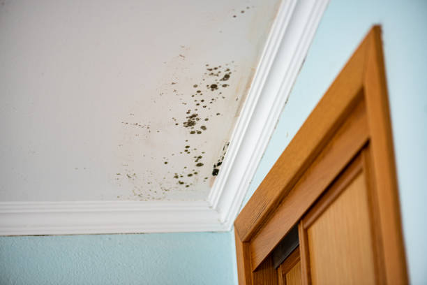 Best Certified Mold Removal  in Arroyo Seco, NM