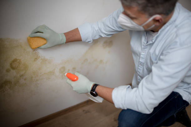 Best Emergency Mold Removal  in Arroyo Seco, NM