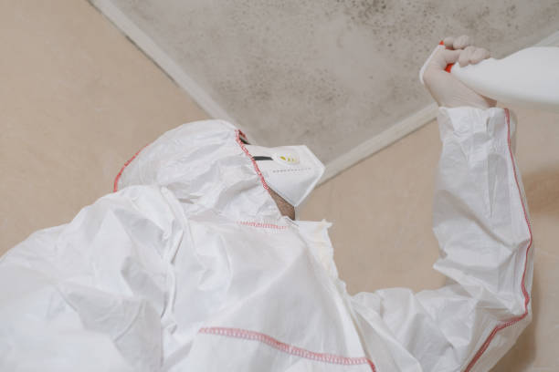 Best Mold Remediation Services  in Arroyo Seco, NM