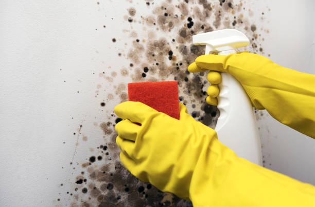 Best Affordable Mold Removal  in Arroyo Seco, NM