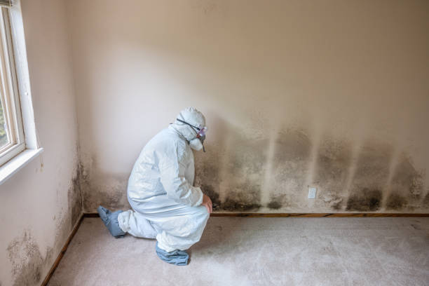 Mold Removal and Inspection in Arroyo Seco, NM